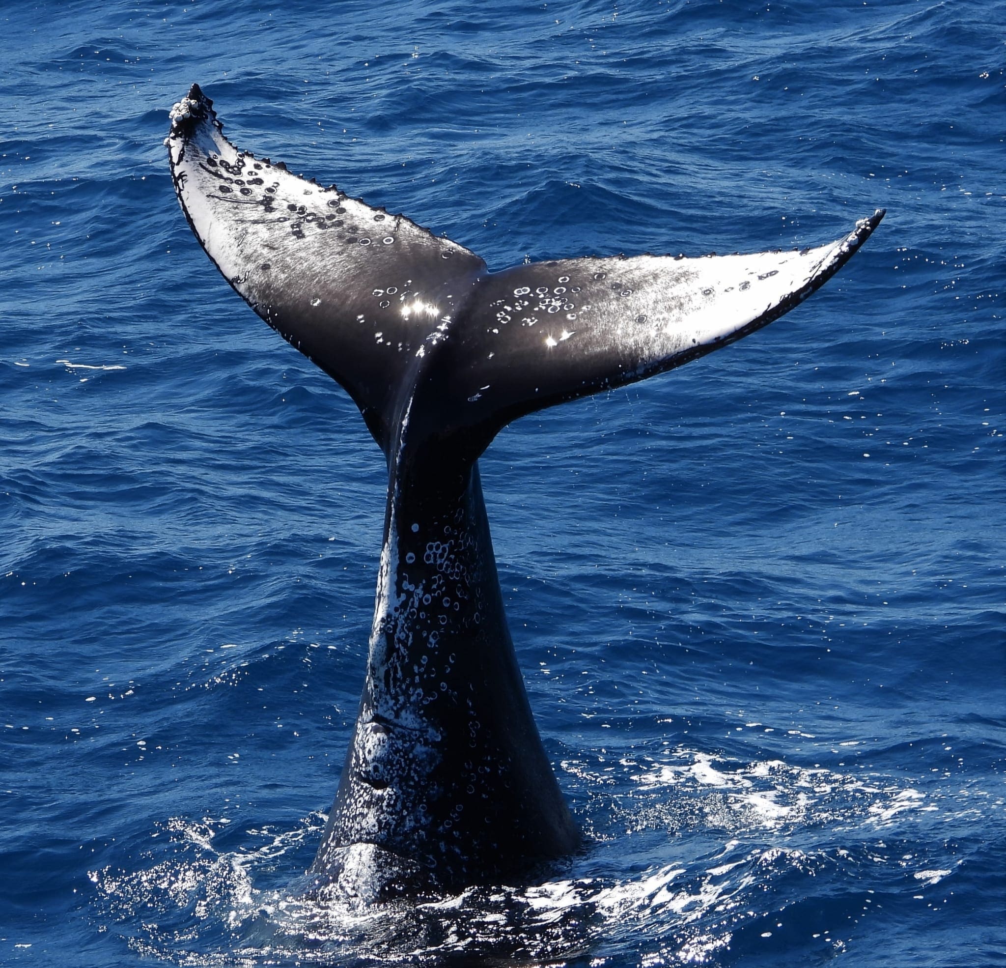 Humpback breaching at distance